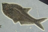 Natural Fossil Fish Mural From Bottom Cap Layer - Wyoming #342452-5